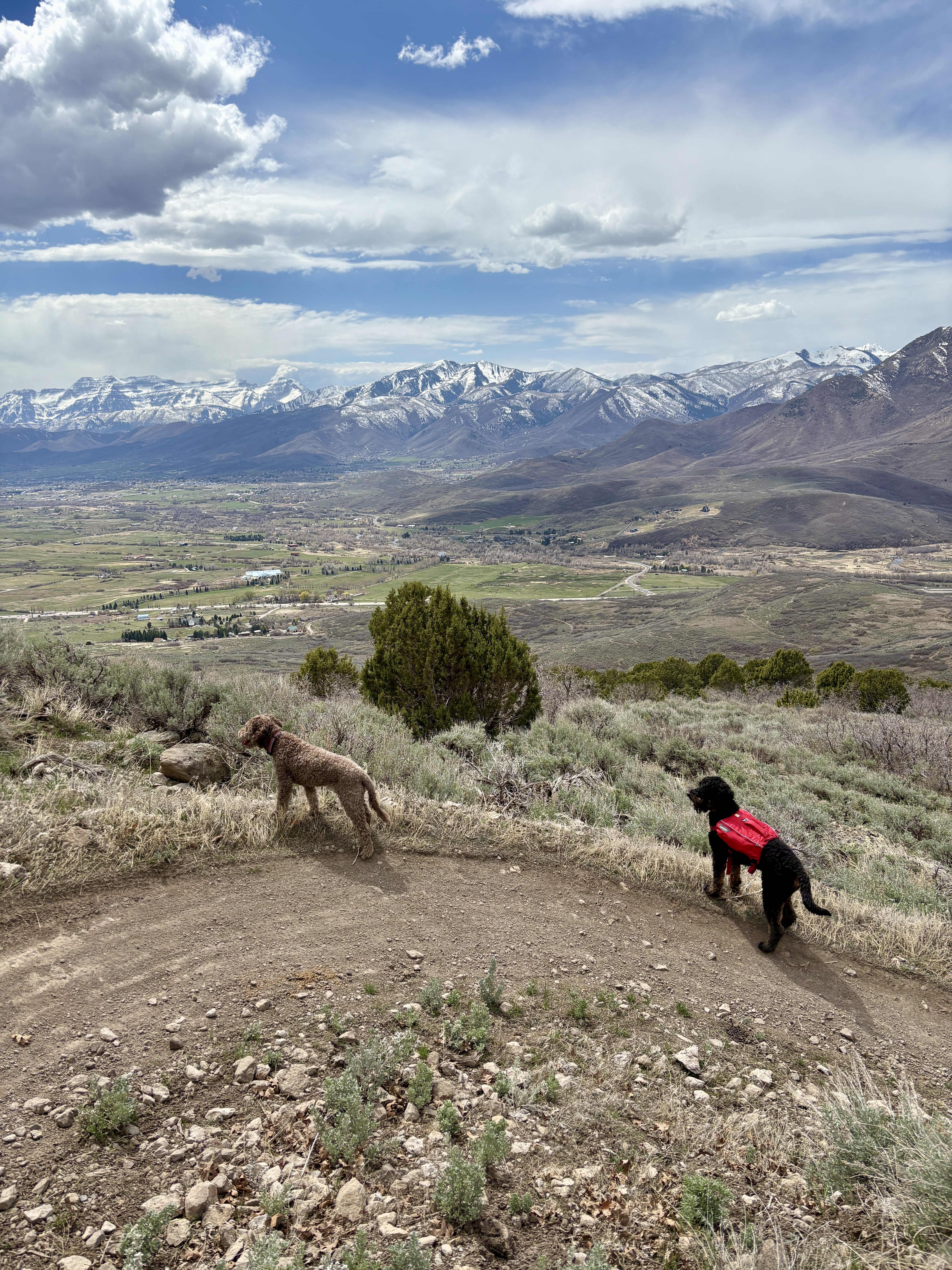 Two dogs on a mountain trail.